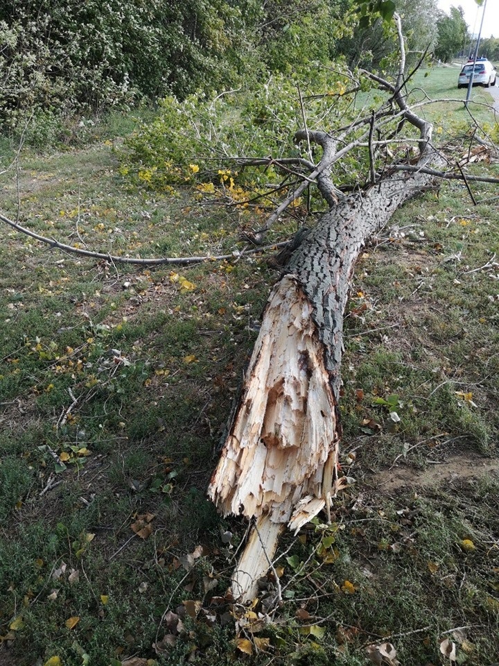 Strom spadol v dôsledku