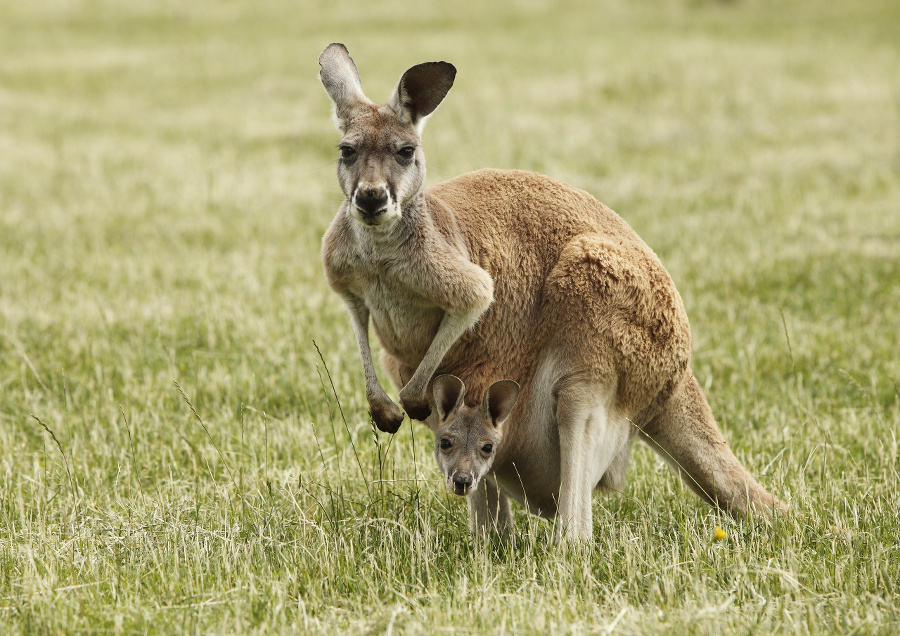 'Kangaroo and Joey. Victoria,