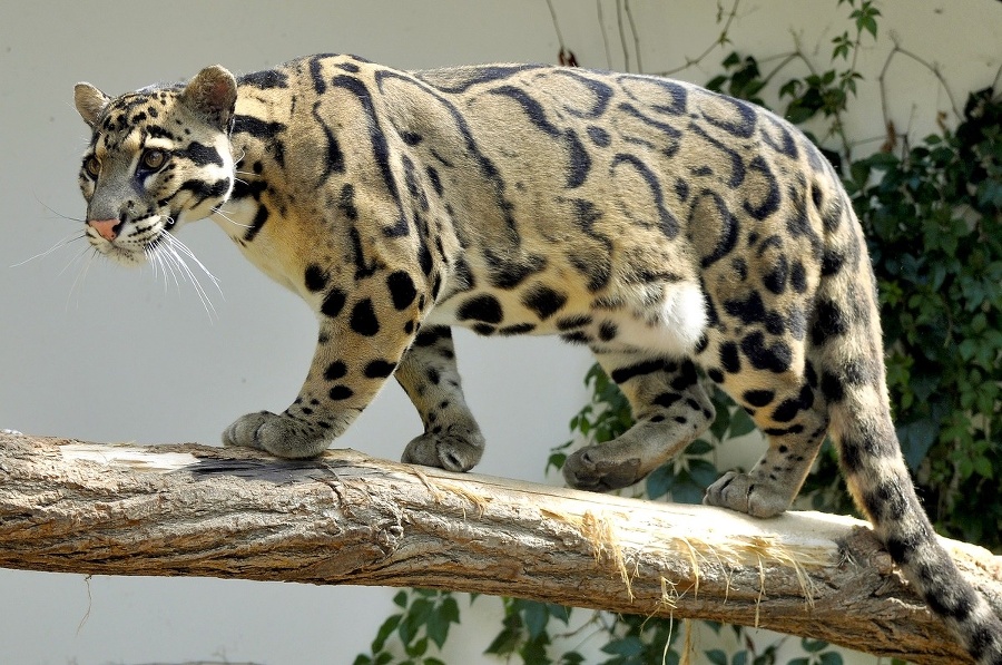 Leopard obláčkový