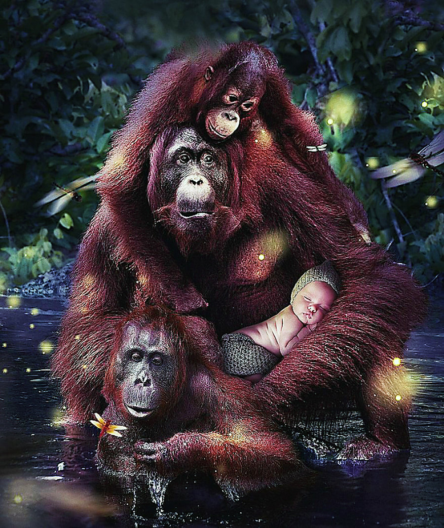 Orangutan sumatriansky - 14