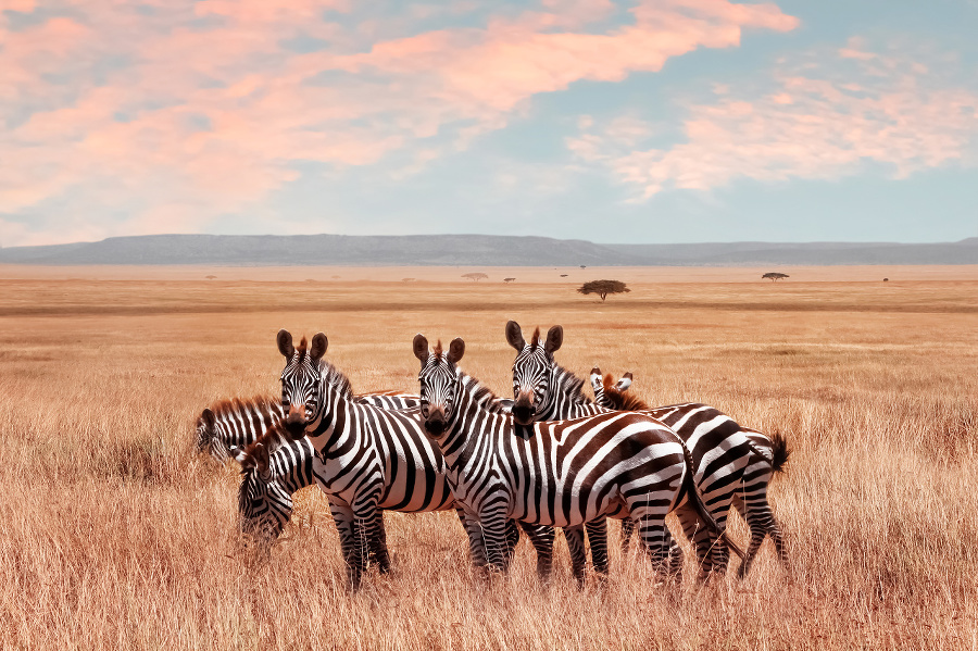 Wild African zebras in