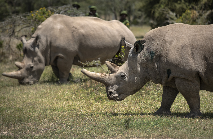 Samica nosorožca Najin (vľavo)