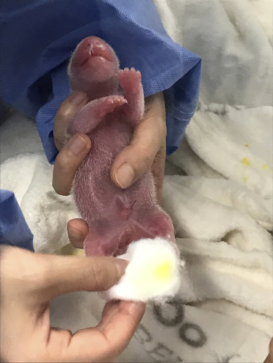 Narodenie dvojčiat pandy v