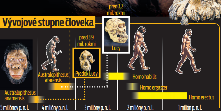 Vývojové stupne človeka