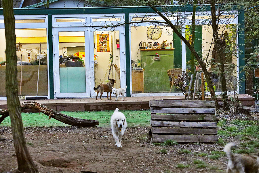 Dewen Dog Hotel