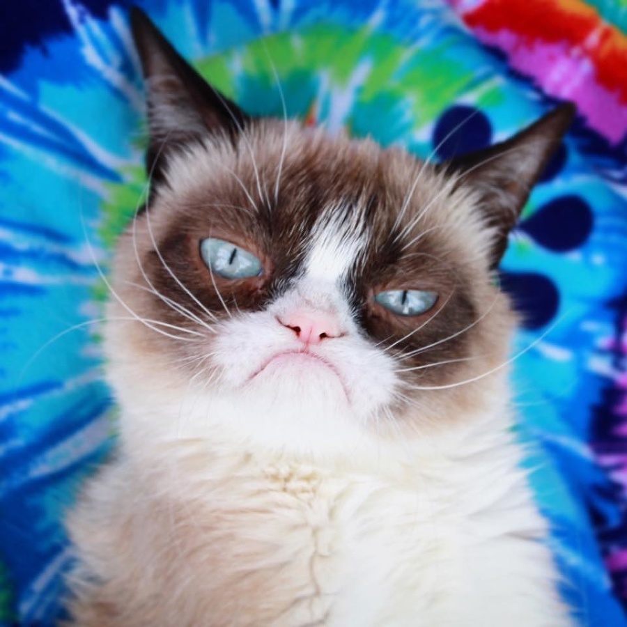 Grumpy Cat sa preslávila po celom svete.