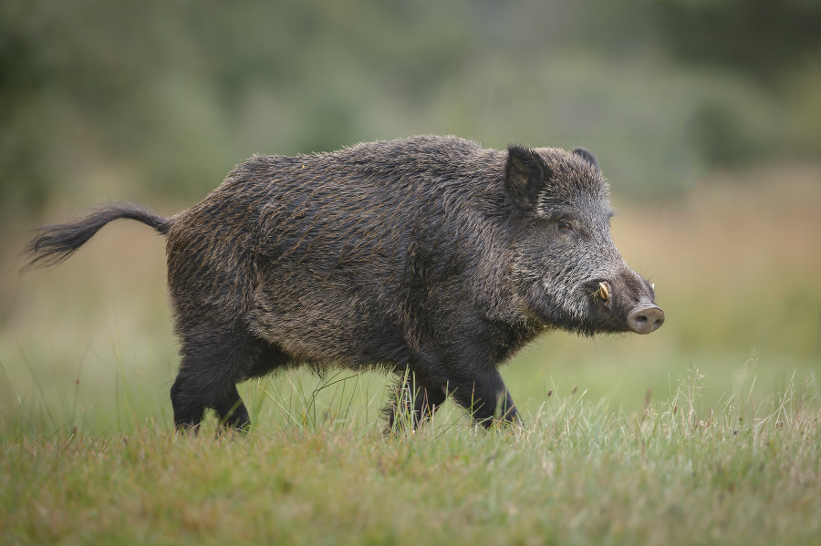 A wild boar forages