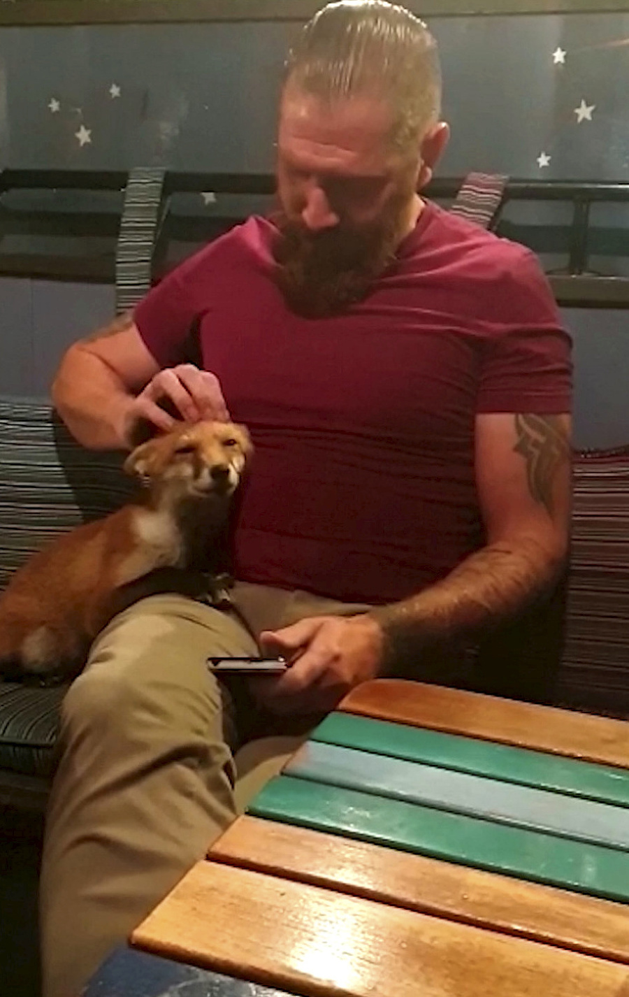 Zviera si v krčme hľadalo potravu.