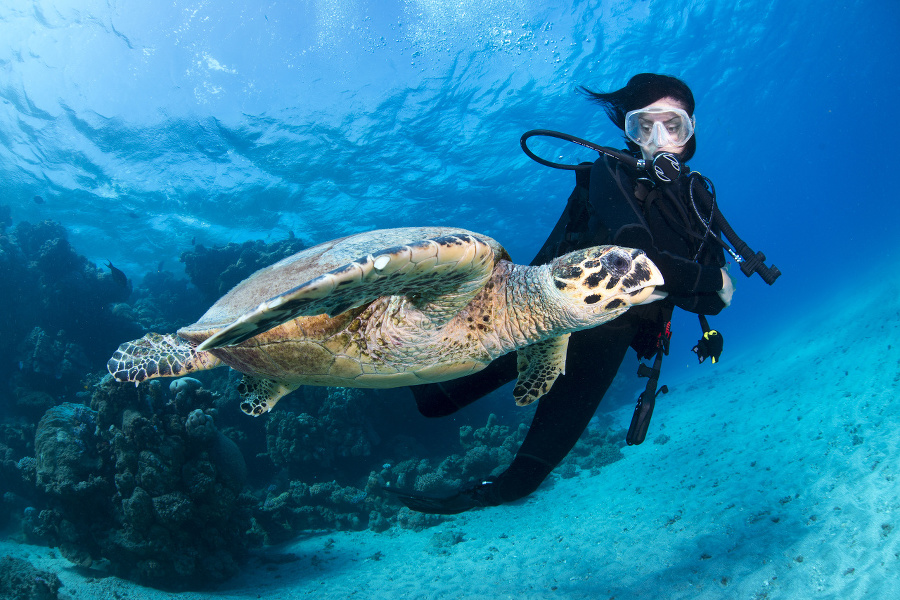 Hawksbill turtle and scuba