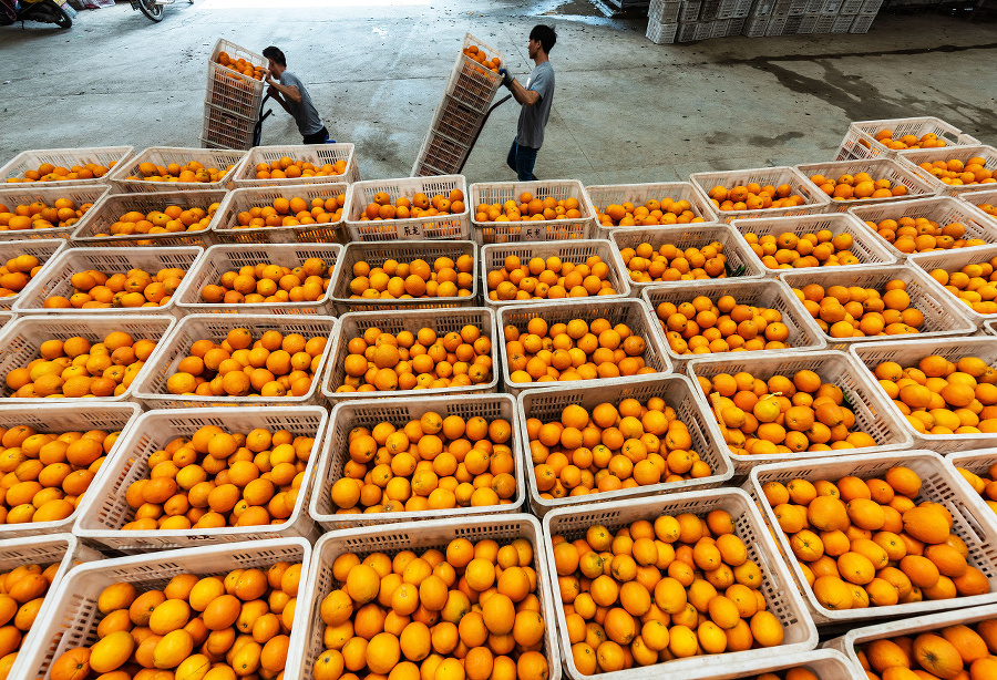 Pestovatelia pomarančov čelia štrajku.