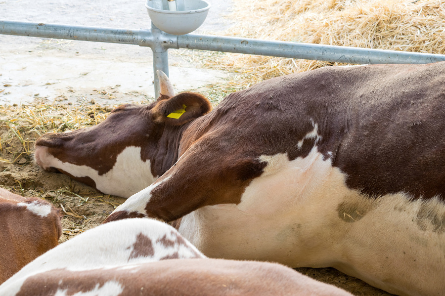 A white-brown cow lies