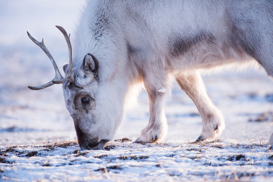 Landscape with wild reindeer.