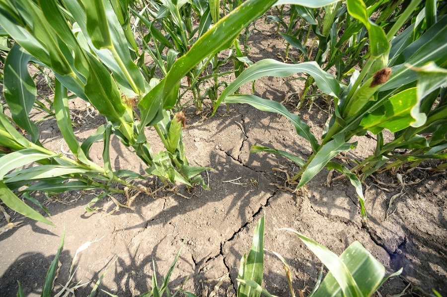 Extrémne sucho ohrozuje poľnohospodársku