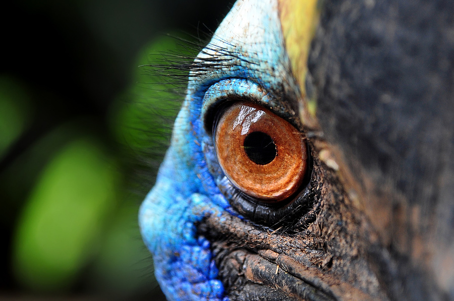 Eyes of Cassowary Bird