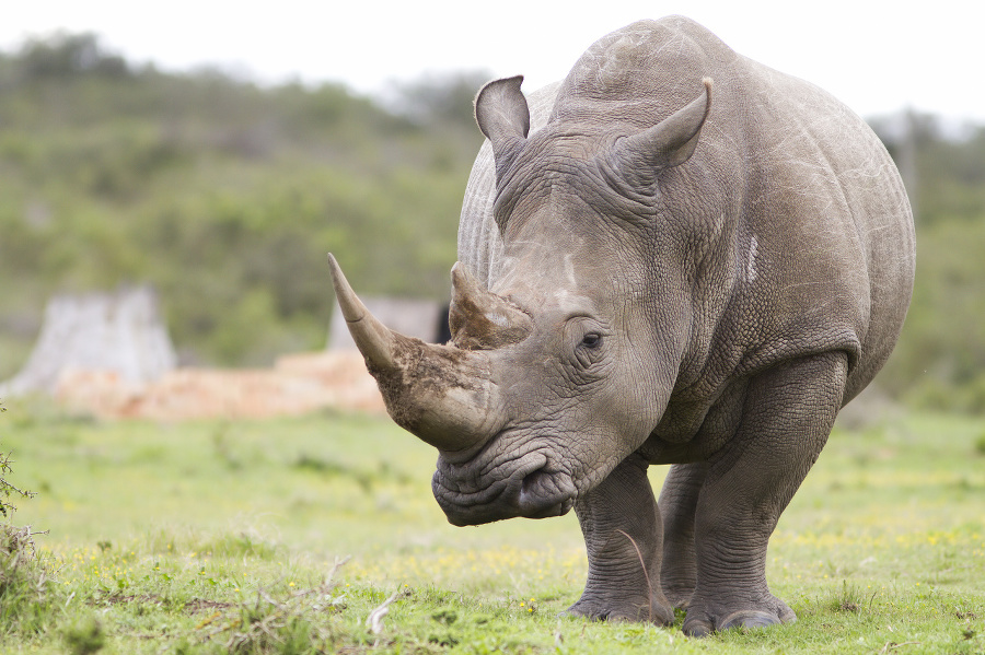 White rhinoceros thinking