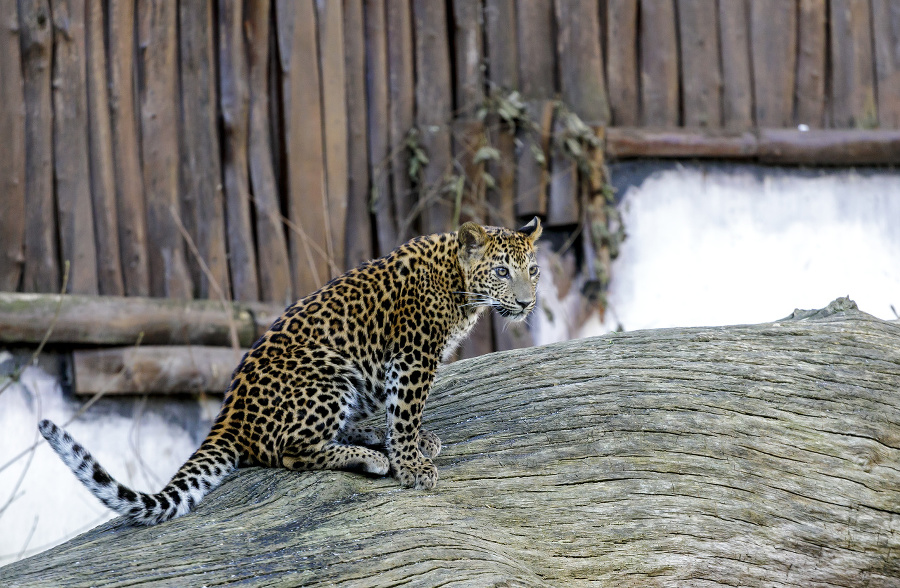 Mláďa leoparda cejlónskeho patrí