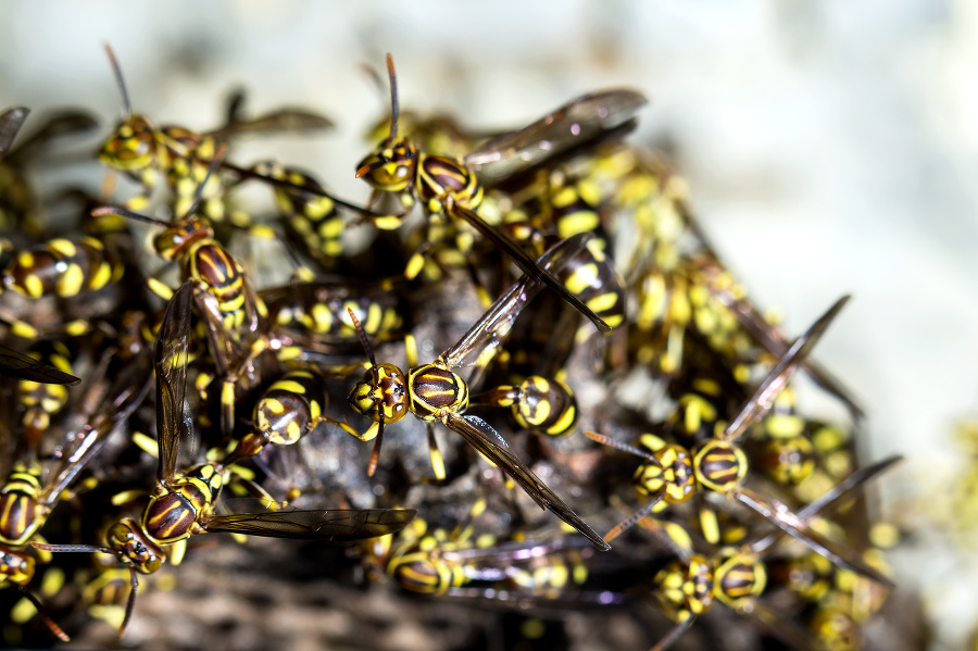 Adult yellow wasps on
