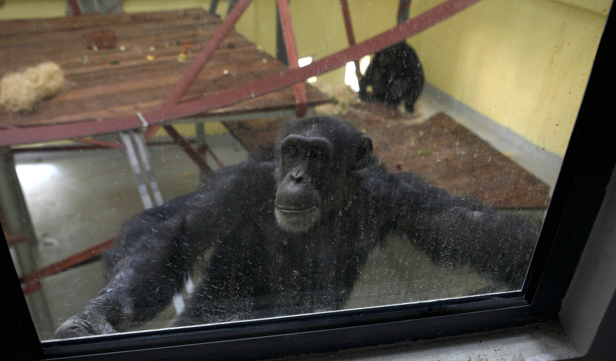 Šimpanz Koko sa pozerá