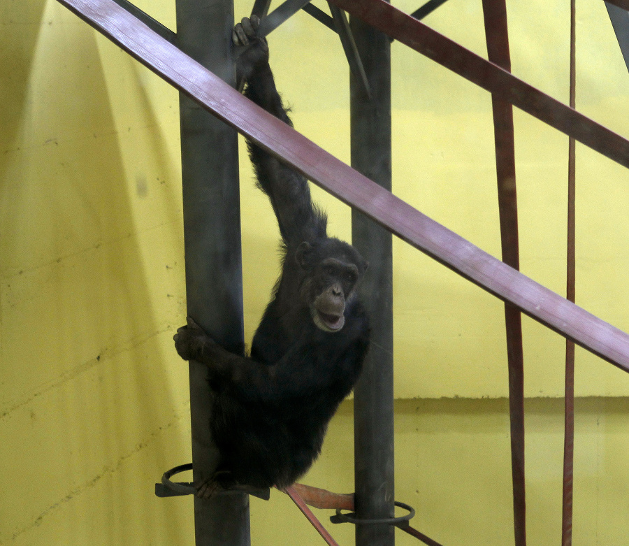 Šimpanz Koko v zoologickej