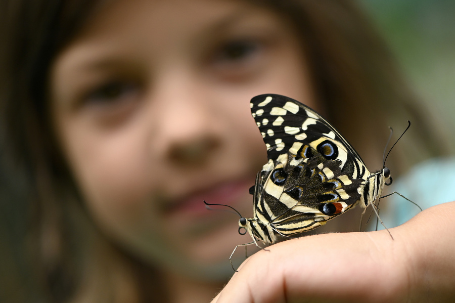 Desiatky druhov exotických motýľov