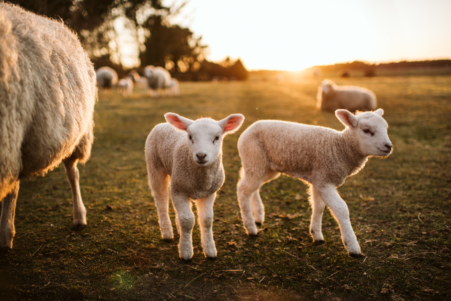 prime lambs on green