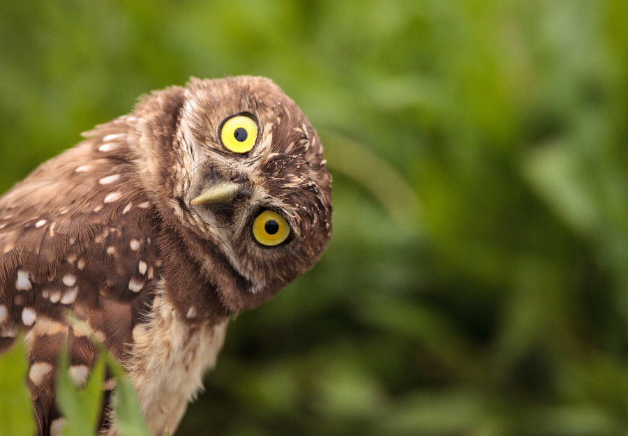 Funny Burrowing owl Athene