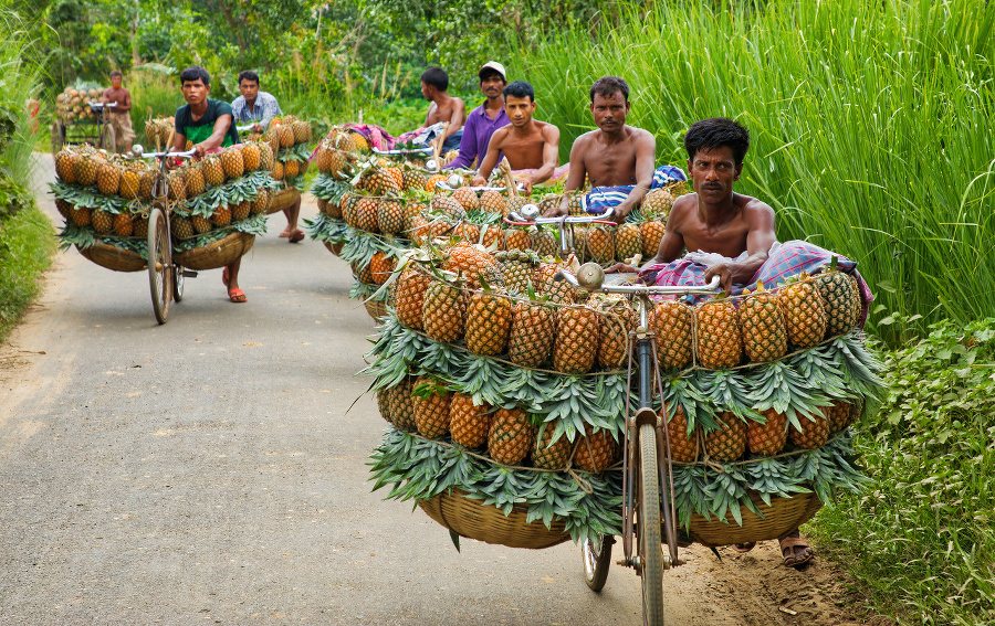 Farmári prepravujú ananásy v