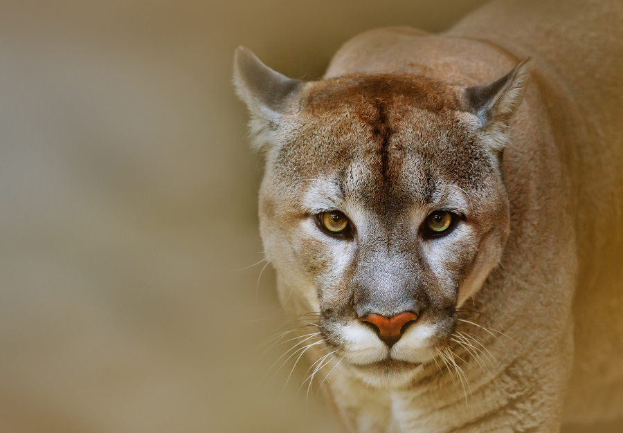 Cougar or puma is