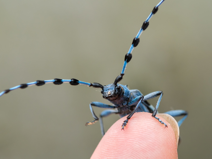 Female Alpine longhorn beetle