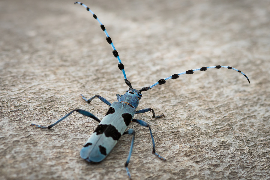 Female Alpine longhorn beetle