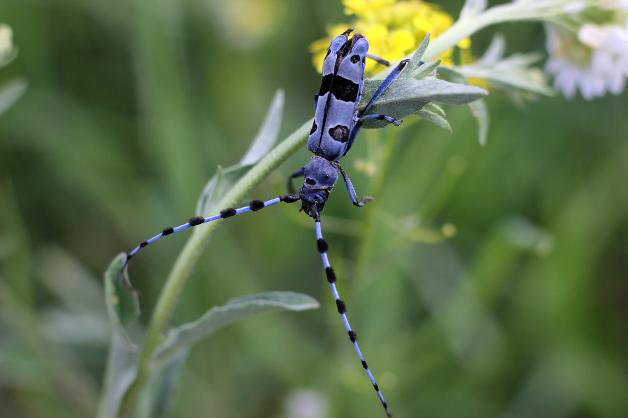 the Capricorn beetle was