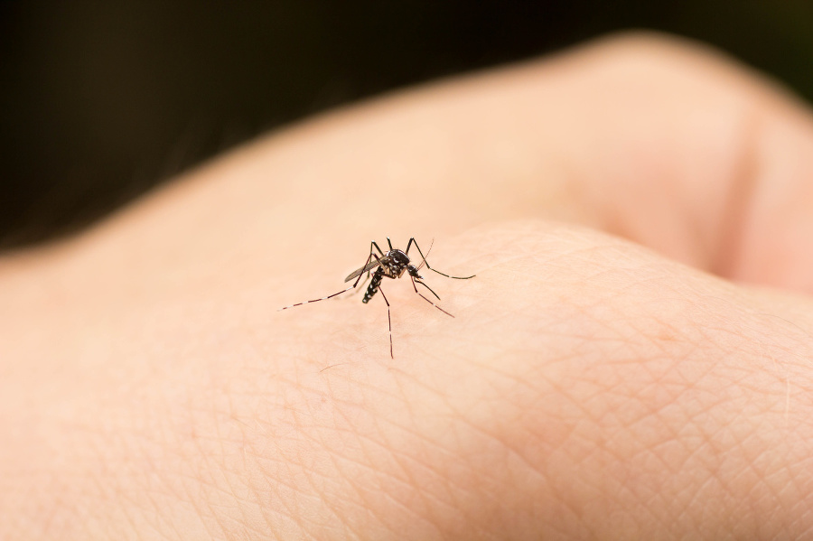 Mosquito on human hand.