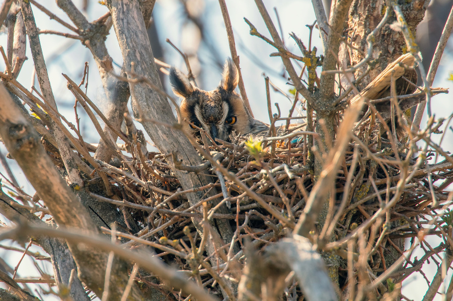 Long eared owl nesting (Asio otus) Owl in nest