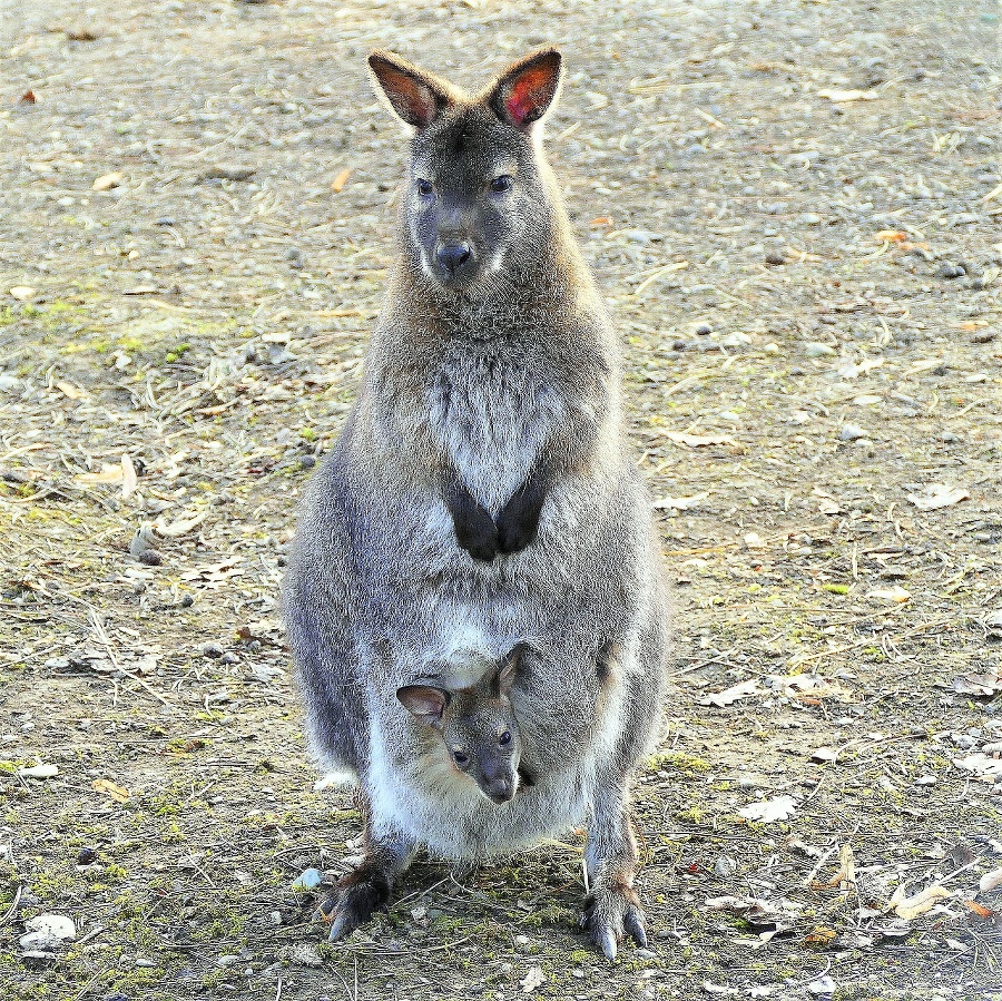 Jedna kengura červenokrká je