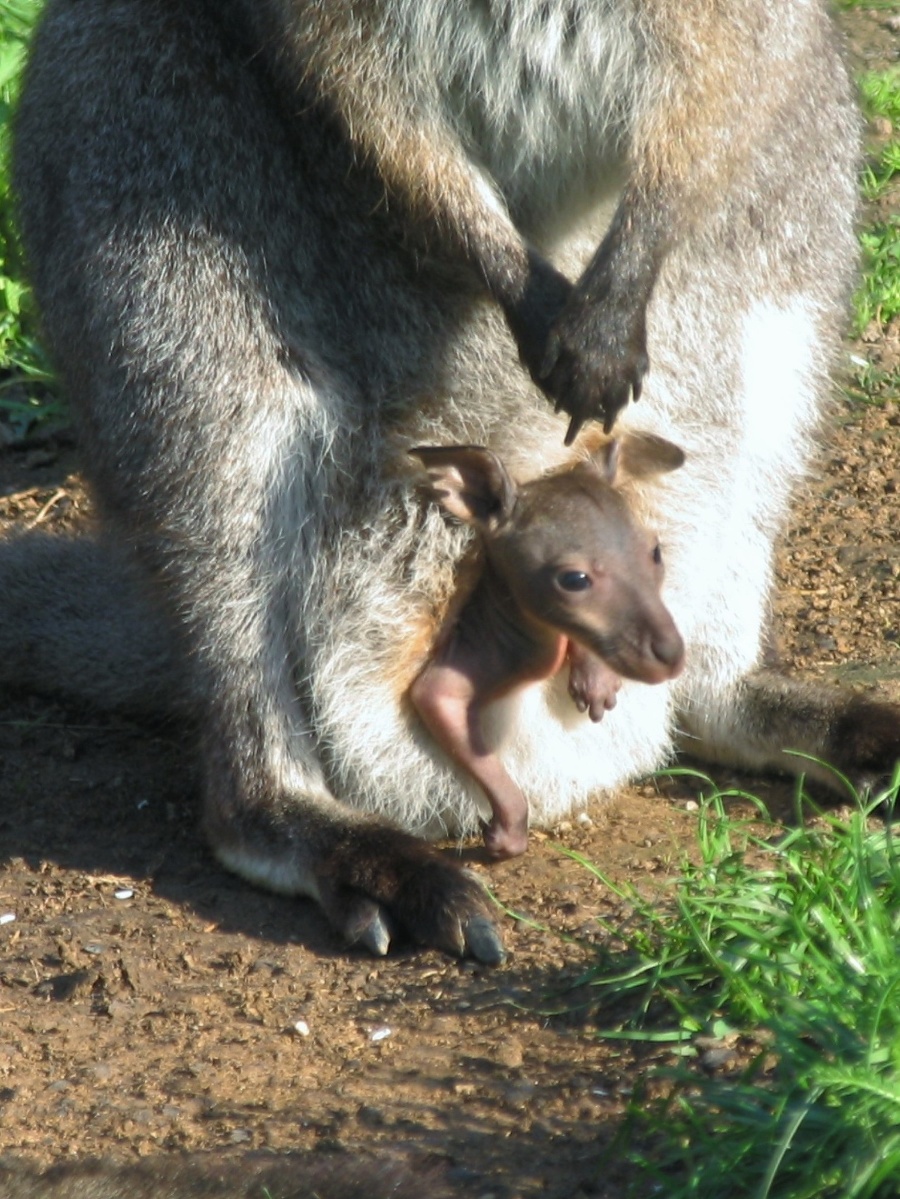 Jedna kengura červenokrká je