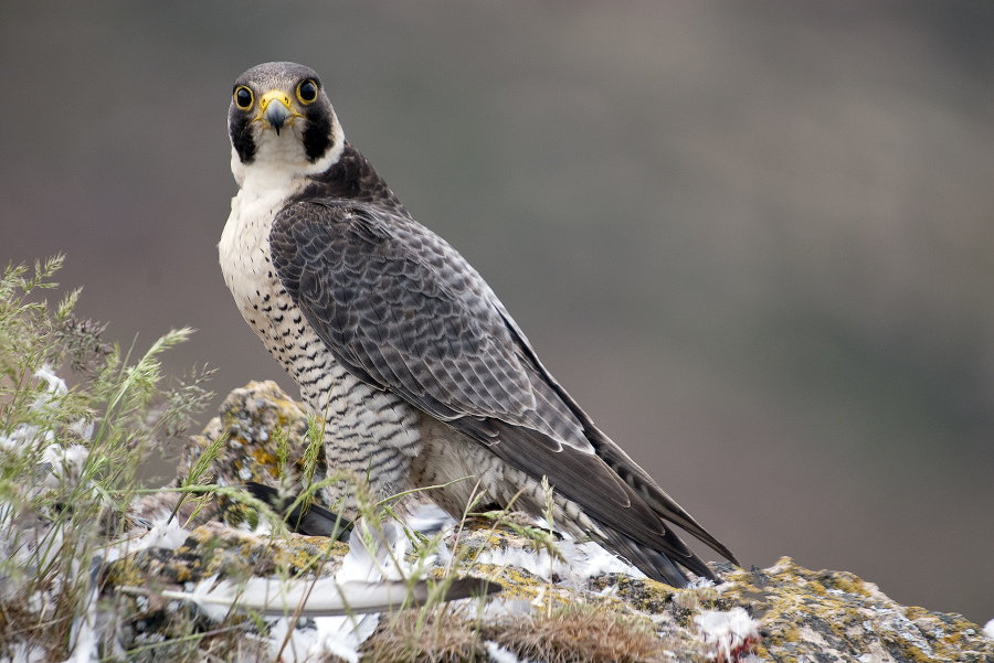 Peregrine falcon on the rock. Bird of prey, female portrait, Falco peregrinus