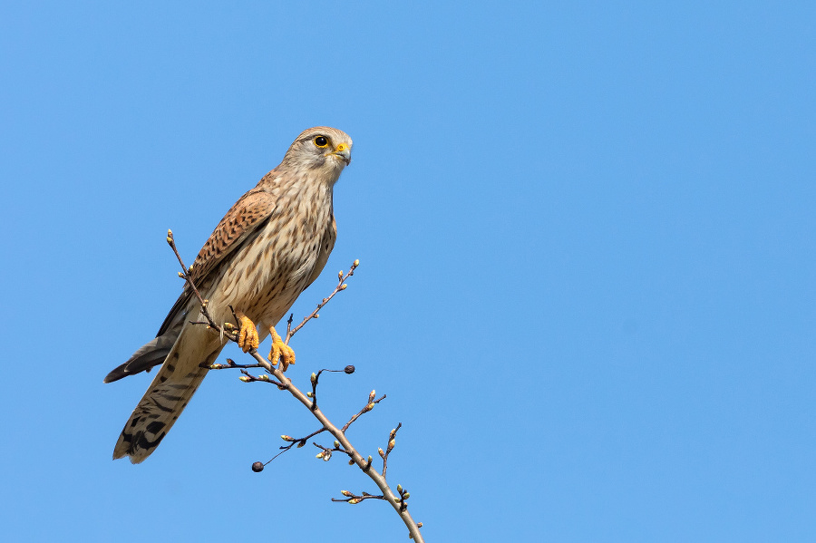 Female common kestrel (Falco