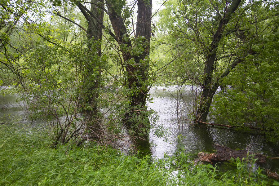 Vyliata rieka Morava na