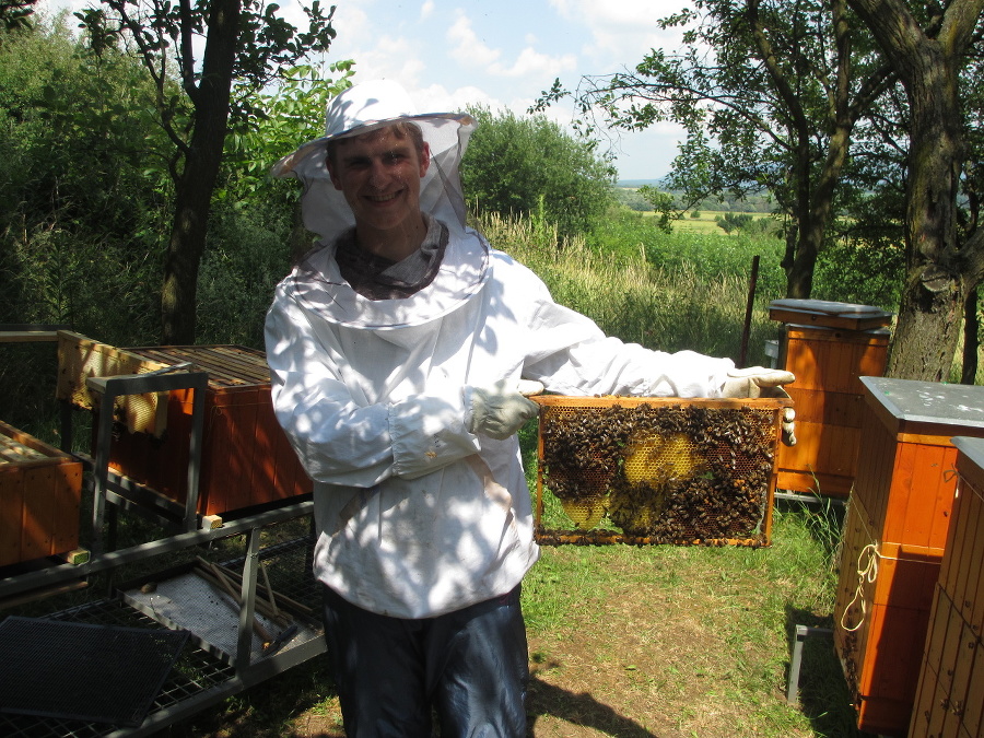 Fotografia z článku Včely