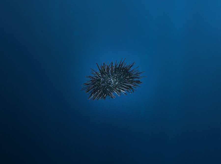 Morský ježko