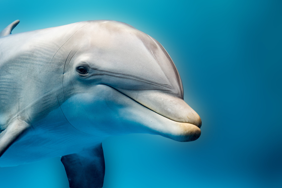 tursiop dolphin portrait detail