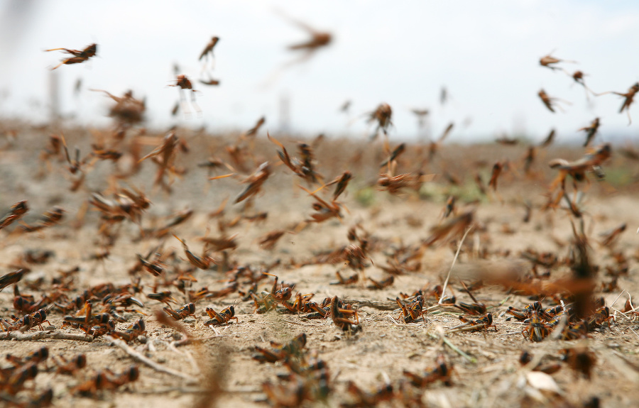 locust on the move