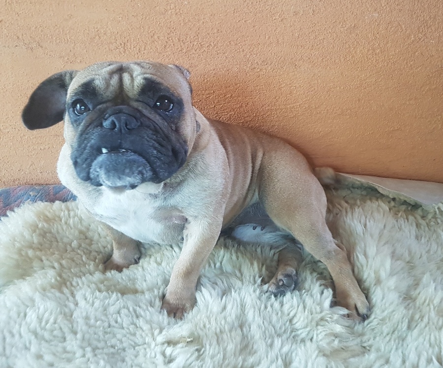 Xena: Vzali ju od množiteľa, kde psíky žili v malých klietkach pre zajace, neboli ošetrované a v zime mrzli.