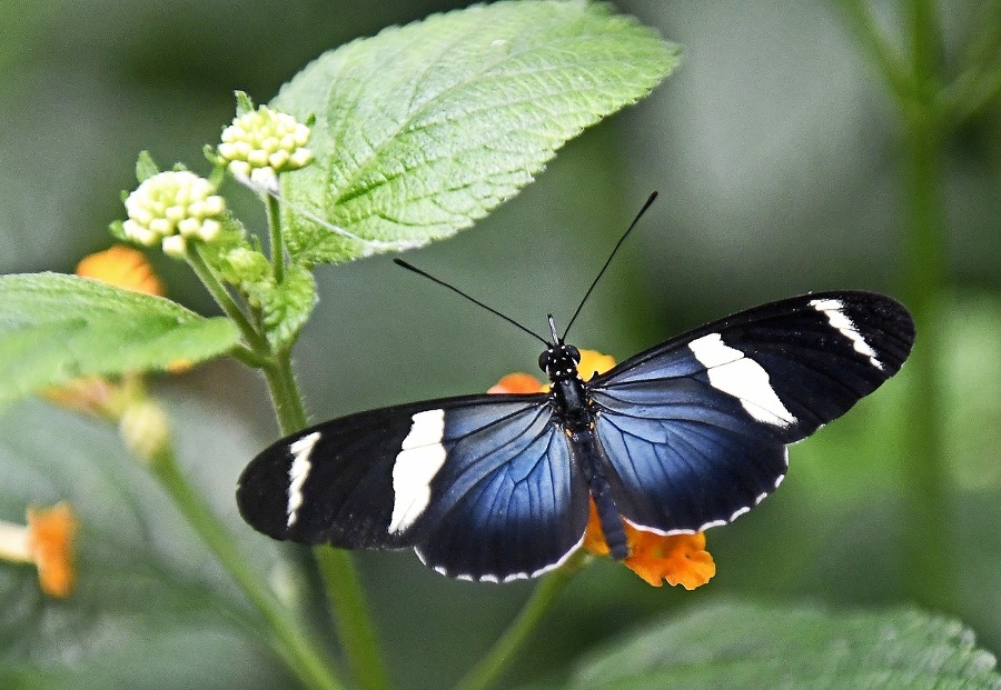 Heliconius