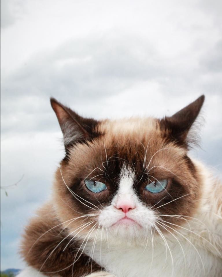 Grumpy Cat sa preslávila