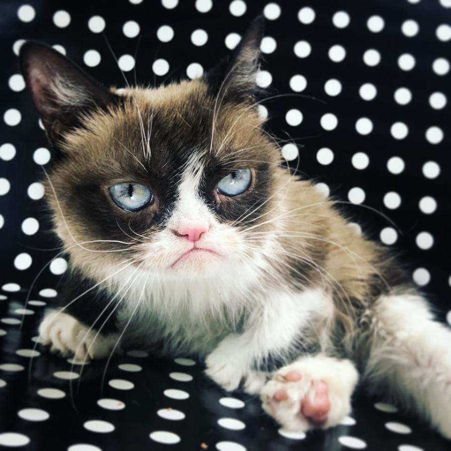 Grumpy Cat je mŕtva Najslávnejšia mačka sveta náhle zomrela vo veku rokov Fotografia č