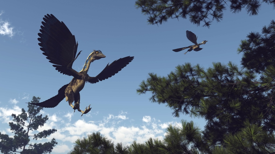 Archaeopteryx birds dinosaurs flying