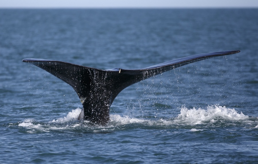 Islandskí lovci veľrýb čelia