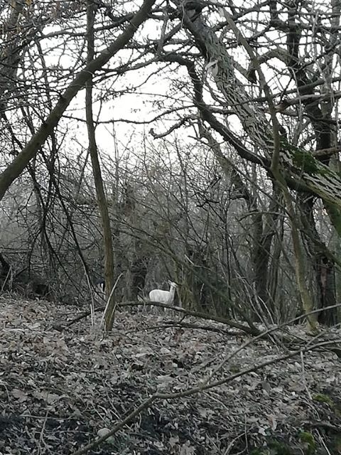 Biele zviera v lese