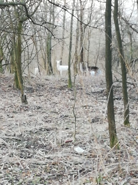 Biele zviera v lese